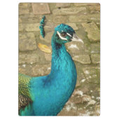Peacock Mooie Natuur Fotografie Klembord (Achterkant)