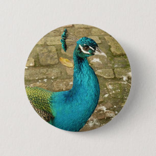 Peacock Mooie Natuur Fotografie Ronde Button 5,7 Cm