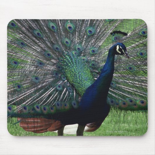 Peacock Muismat (Voorkant)