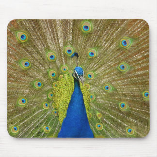 Peacock-Muismat Muismat