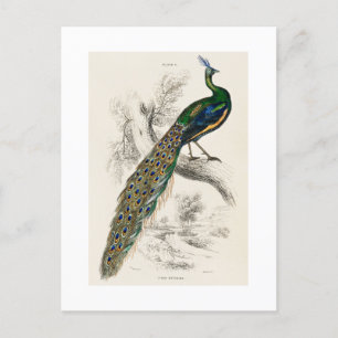  Peacock Natuurhistorisch Print Briefkaart