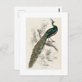  Peacock Natuurhistorisch Print Briefkaart (Voorkant / Achterkant)