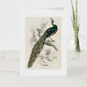  Peacock Natuurhistorisch Print Folie Wenskaart