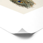  Peacock Natuurhistorisch Print Perfect Poster (Hoek)