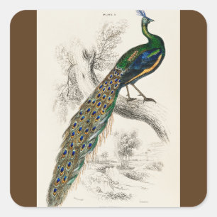 Peacock Natuurhistorisch Print Vierkante Sticker