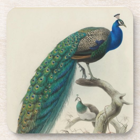 Peacock Onderzetter (Voorkant)
