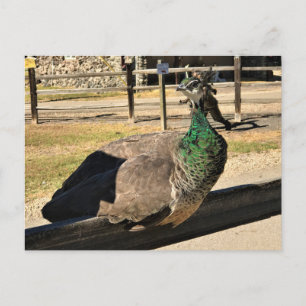 Peacock op een hek, Idaho Briefkaart