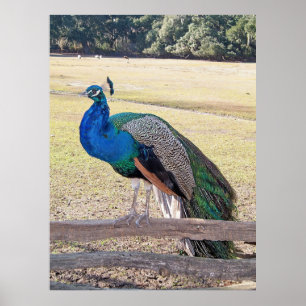 Peacock op een hek poster