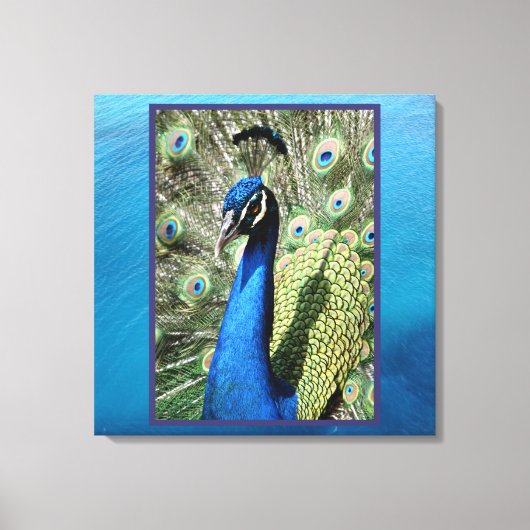 Peacock op oceaanachtergrond canvas afdruk (Voorkant)