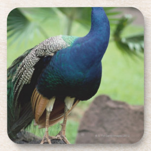 Peacock op rots bier onderzetter