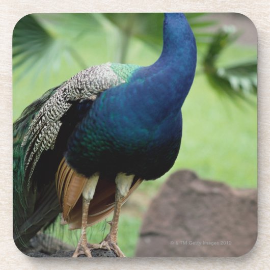 Peacock op rots bier onderzetter (Voorkant)