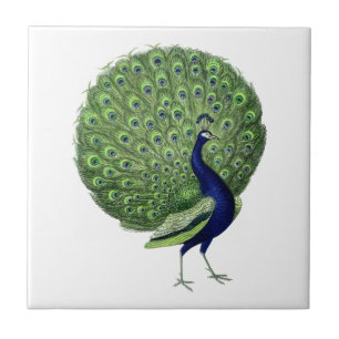 Peacock Open Fan Tegeltje