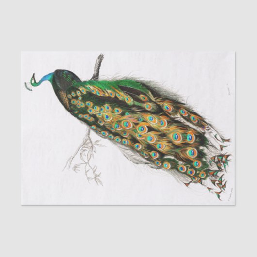  peacock-papier tissuepapier (Voorkant)