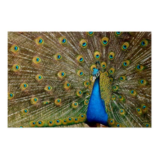 Peacock Pattern Peacock Artwork Painting Animal Ar Perfect Poster (Voorkant)