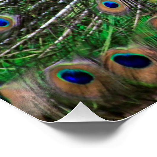 Peacock Perfect Poster (Hoek)