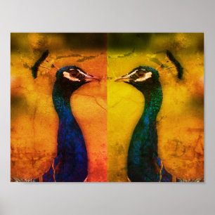 Peacock Photo Value Poster papier (mat)