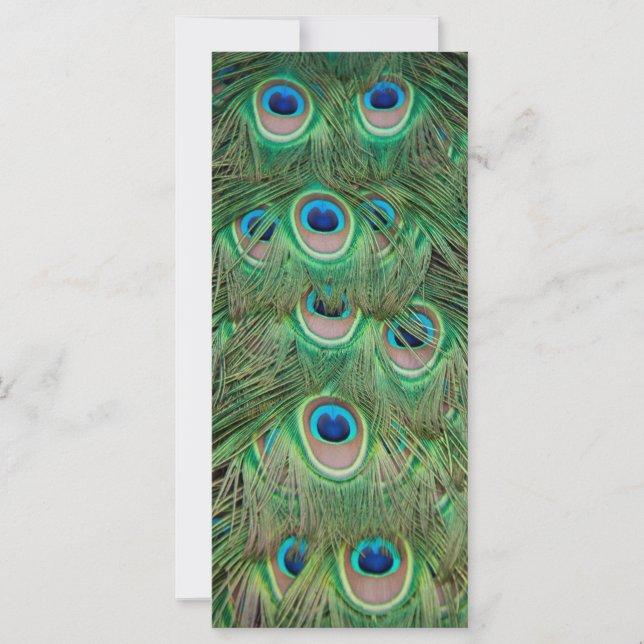 Peacock plumage (Voorkant)