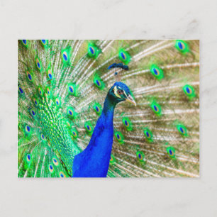 Peacock Plumage Briefkaart