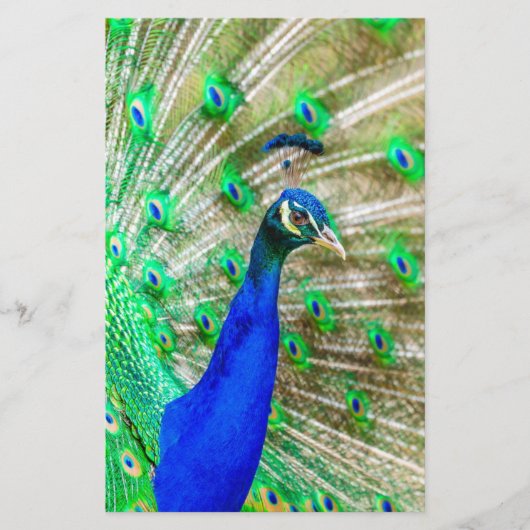 Peacock Plumage Briefpapier (Voorkant)