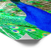 Peacock Plumage Poster (Hoek)