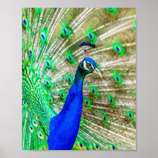 Peacock Plumage Poster (Voorkant)