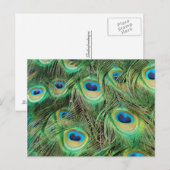 Peacock Plume briefkaart (Voorkant / Achterkant)
