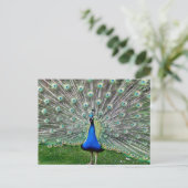 Peacock Plume Briefkaart (Staand voorkant)