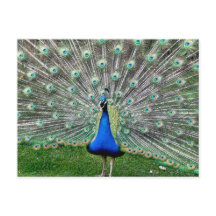 Peacock Plume Briefkaart