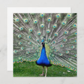 Peacock Plume Uitnodiging (Voorkant / Achterkant)