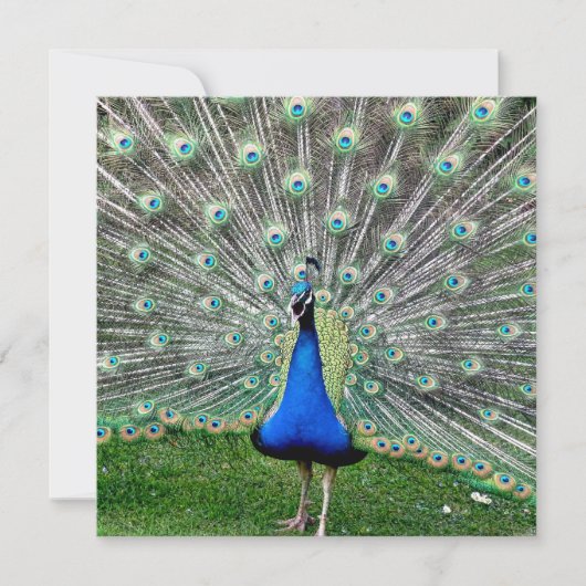Peacock Plume Uitnodiging (Voorkant)