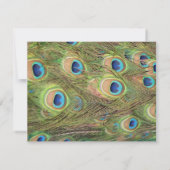 Peacock Plumes Weddenschap Kaart (Achterkant)