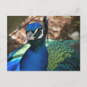 Peacock Post Card Briefkaart (Voorkant)