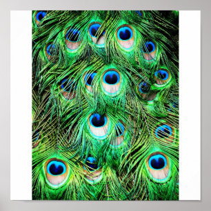 Peacock Poster