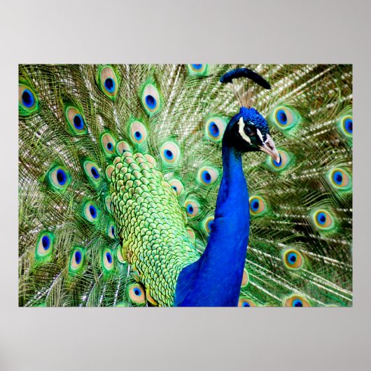 Peacock Poster (Voorkant)