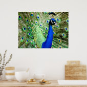 Peacock Poster (Keuken)