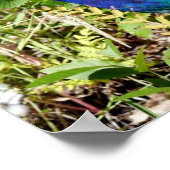 Peacock Poster (Hoek)