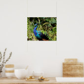 Peacock Poster (Keuken)