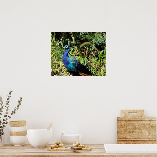 Peacock Poster (Keuken)