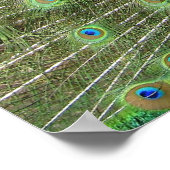 Peacock Poster (Hoek)