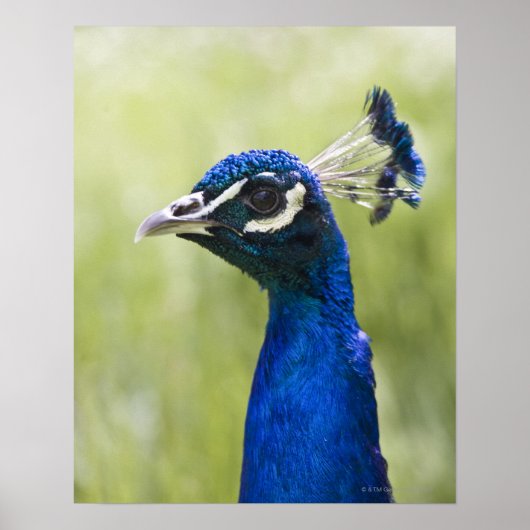 Peacock Poster (Voorkant)