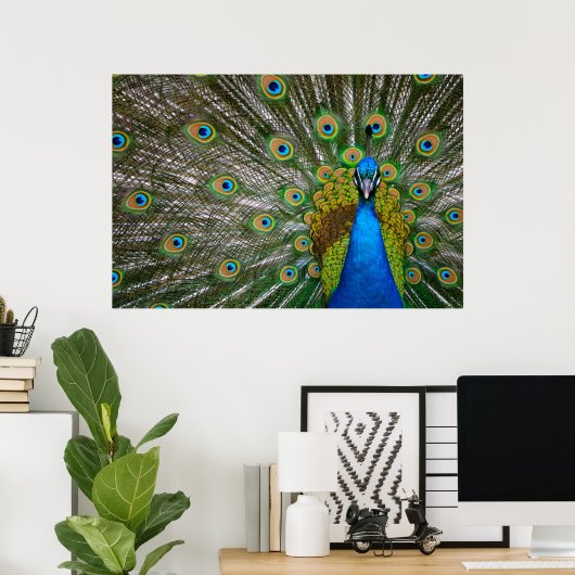 Peacock Poster (Thuiskantoor)