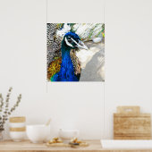 Peacock Poster (Keuken)