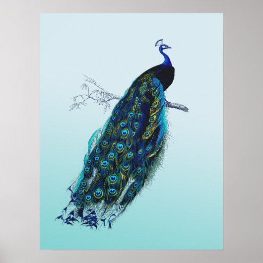  Peacock Poster (Voorkant)