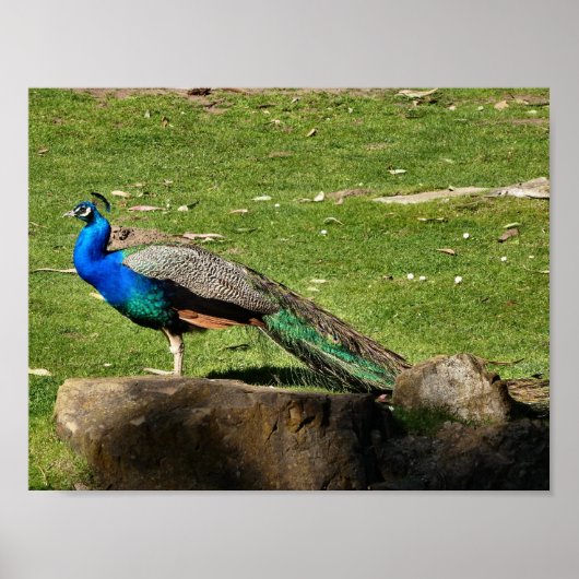 Peacock Poster (Voorkant)
