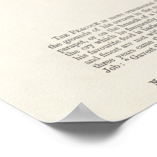 Peacock Poster (Hoek)