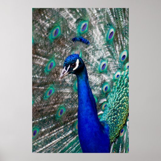 Peacock Poster (Voorkant)