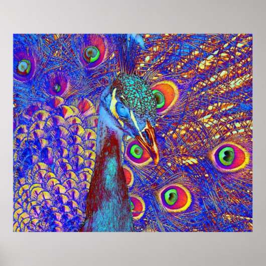 Peacock Poster (Voorkant)