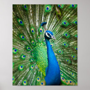 Peacock Poster
