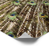 Peacock Poster (Hoek)