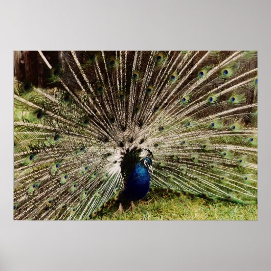 Peacock Poster (Voorkant)